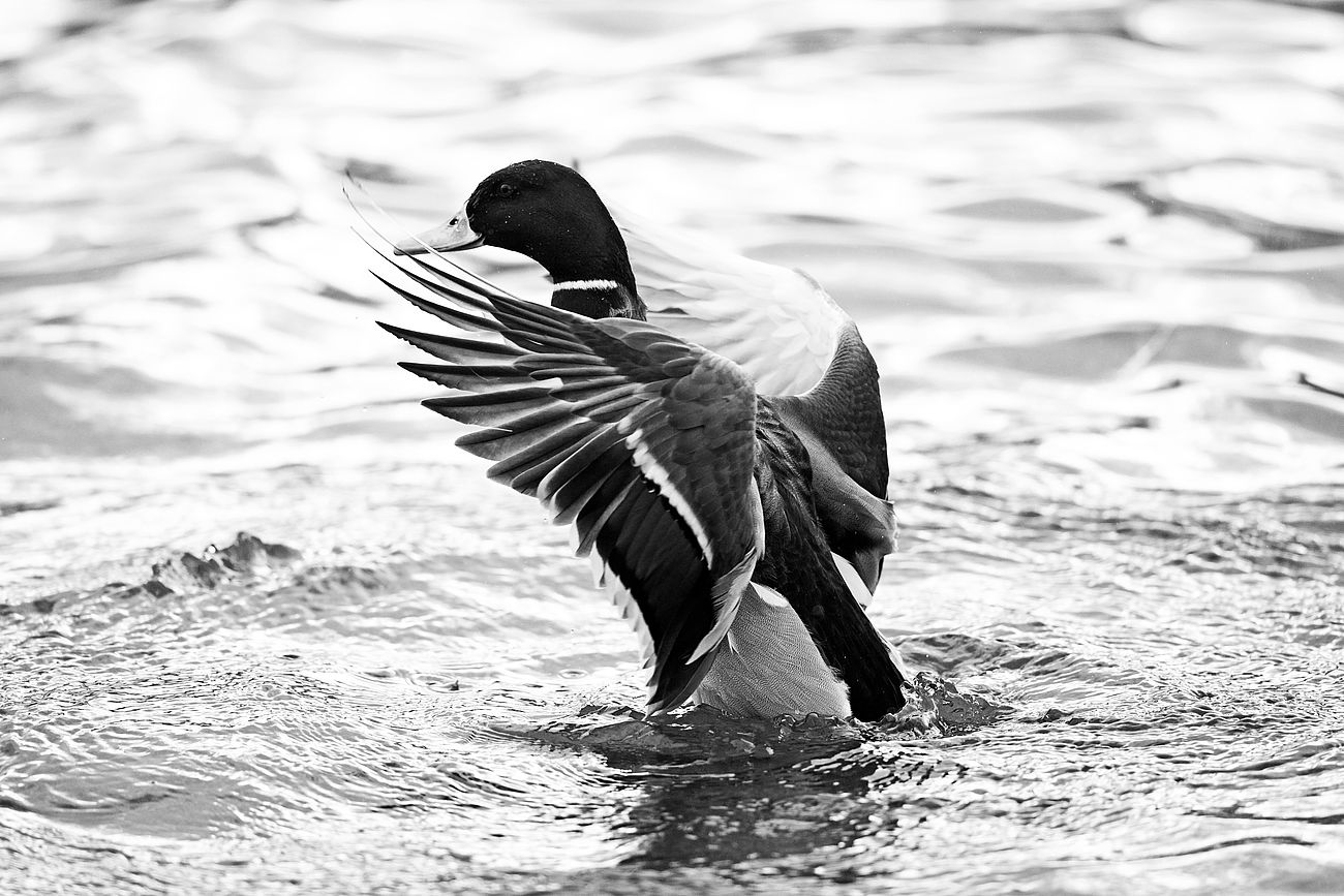 Golden outlet goose parallele