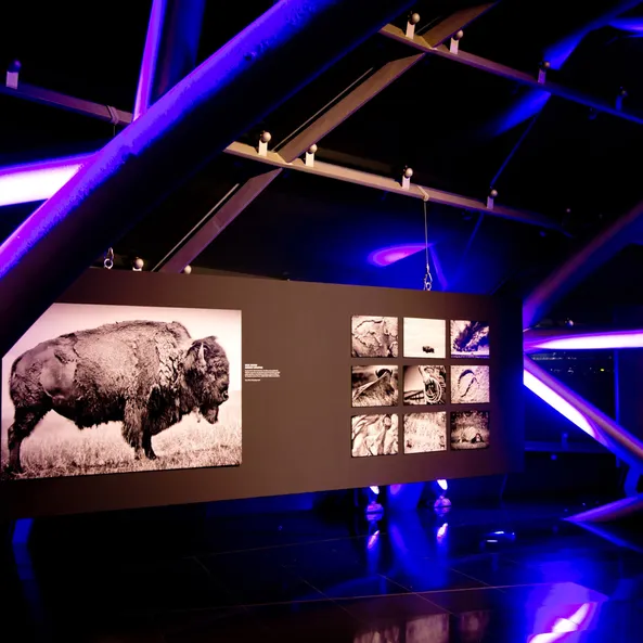 Architecture, art exhibition by night